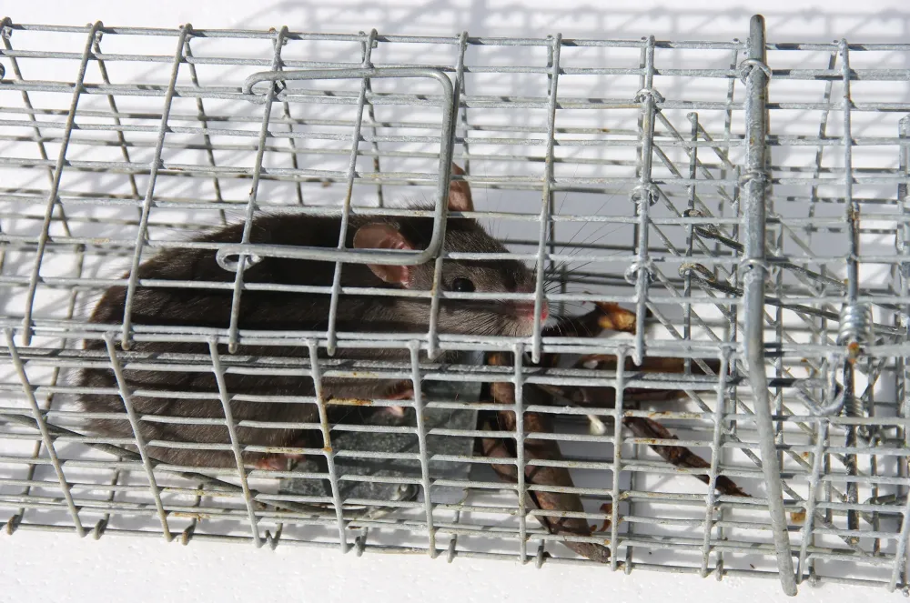 capture rat